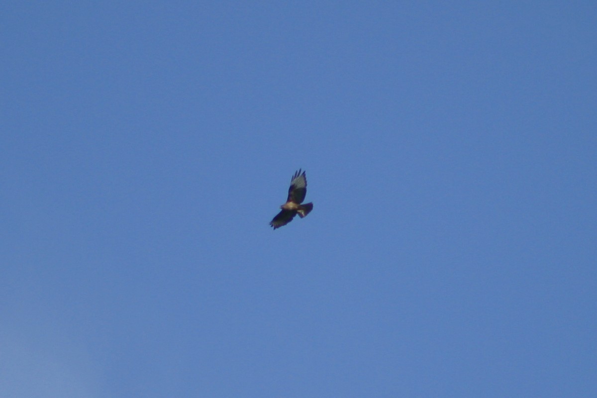 Eastern Buzzard - ML242945001