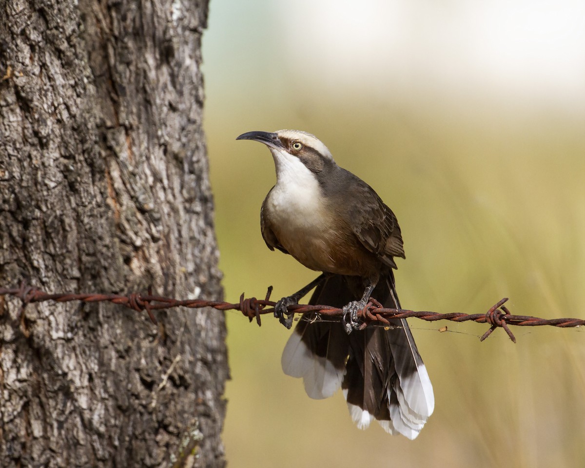 Gray-crowned Babbler - ML242946031