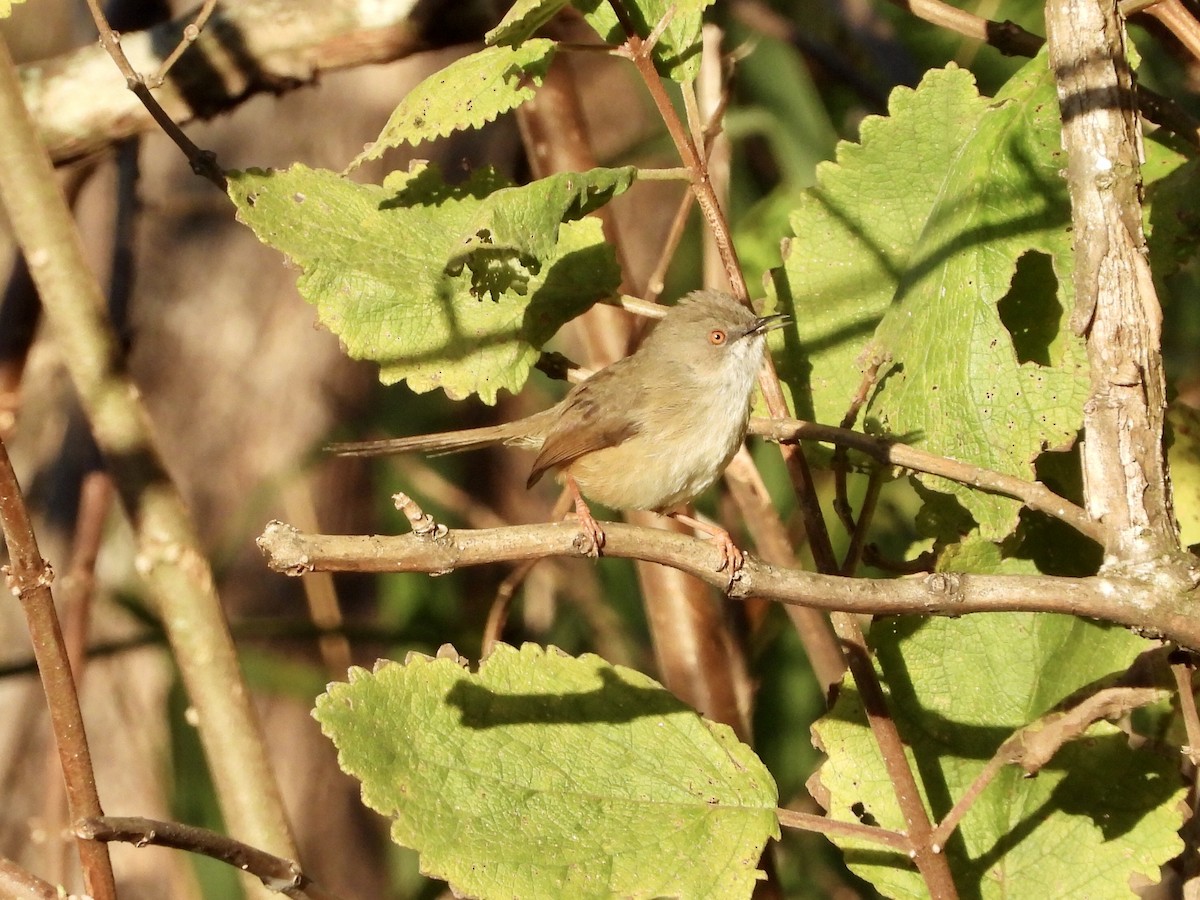 Prinia de Roberts - ML242946081