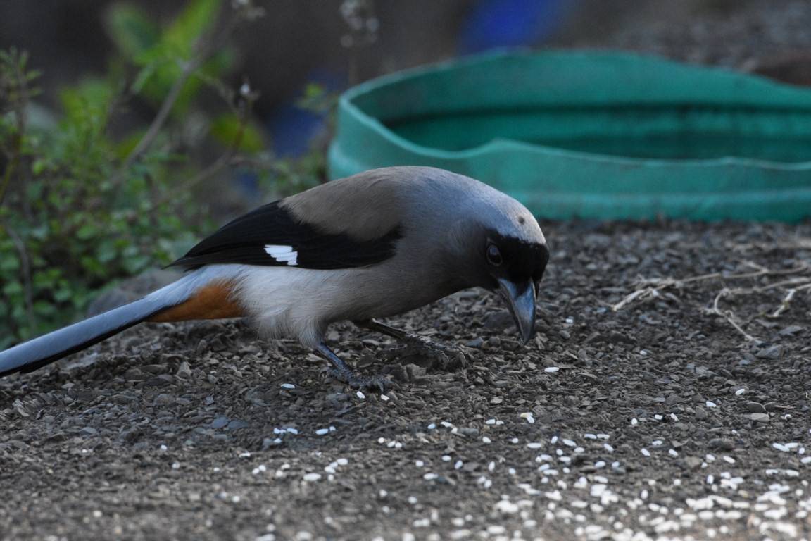 Gray Treepie - Sanjiv Khanna