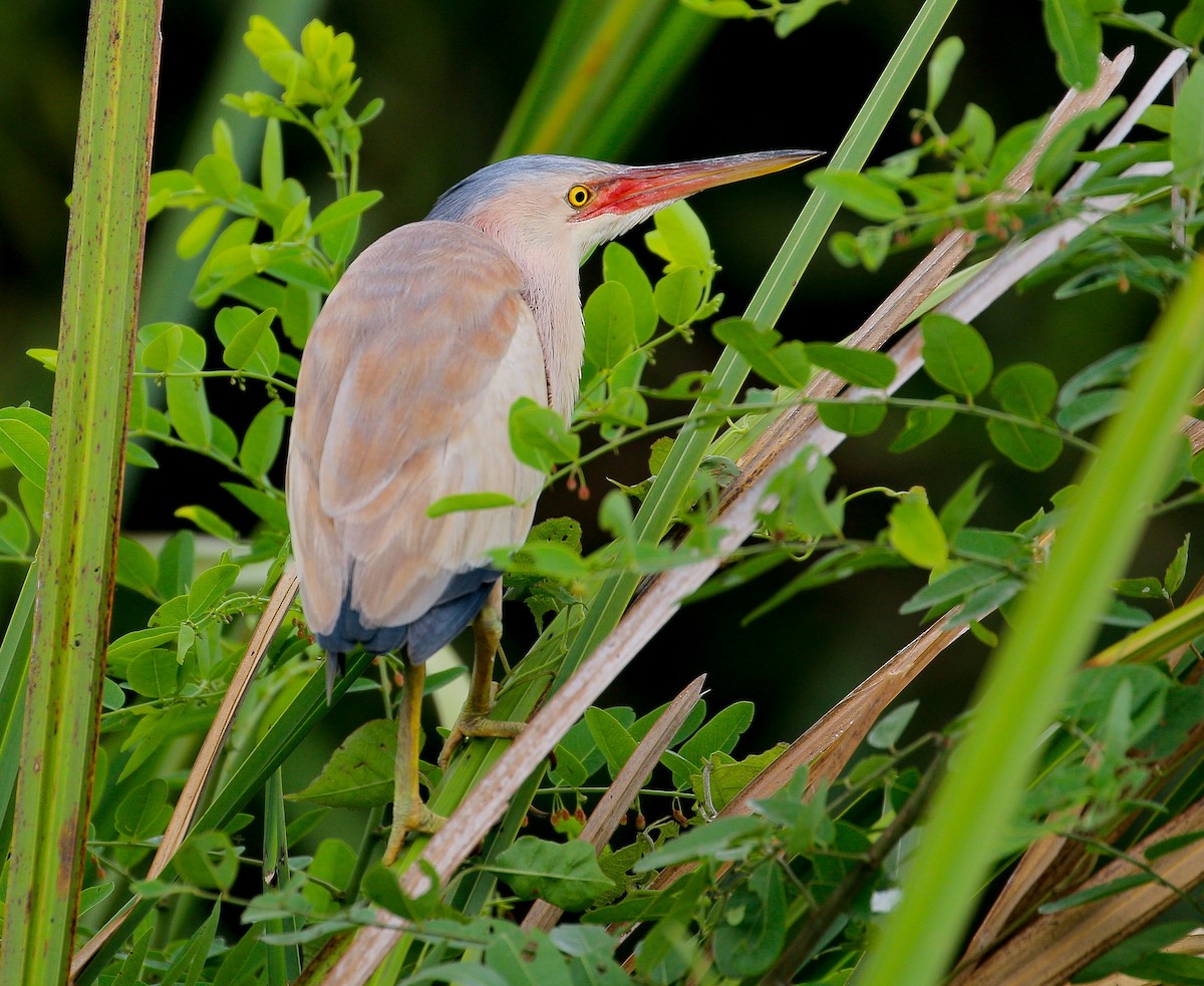 Yellow Bittern - ML242949331