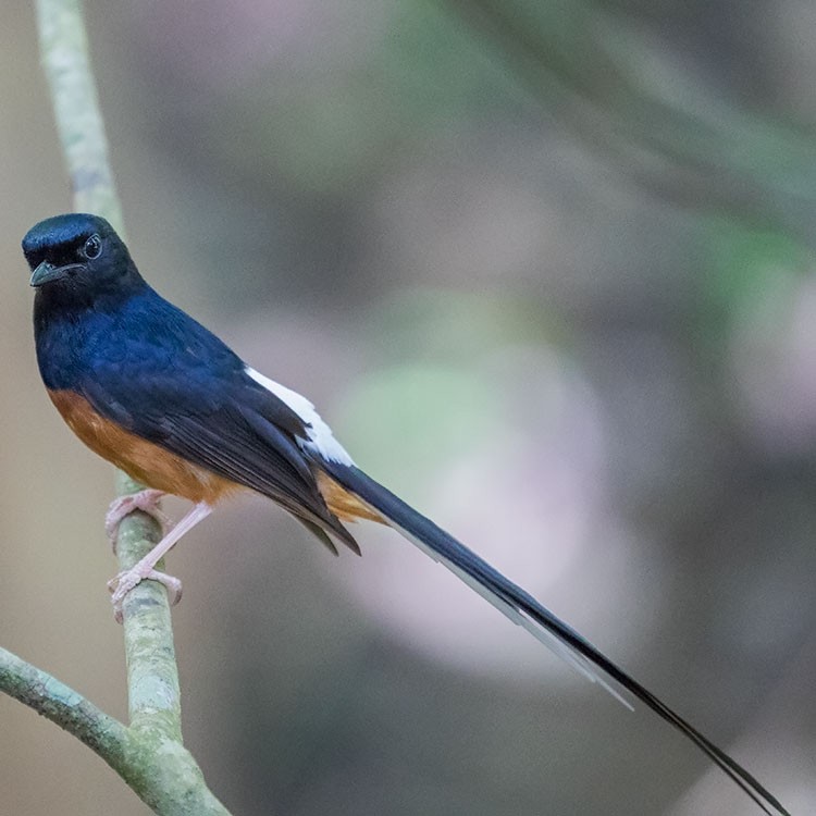 White-rumped Shama - ML242949601