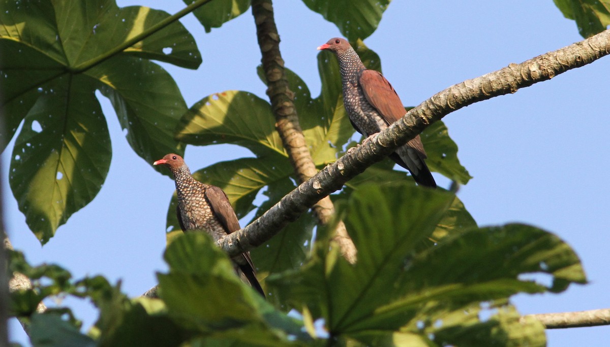 Scaled Pigeon - ML242950561