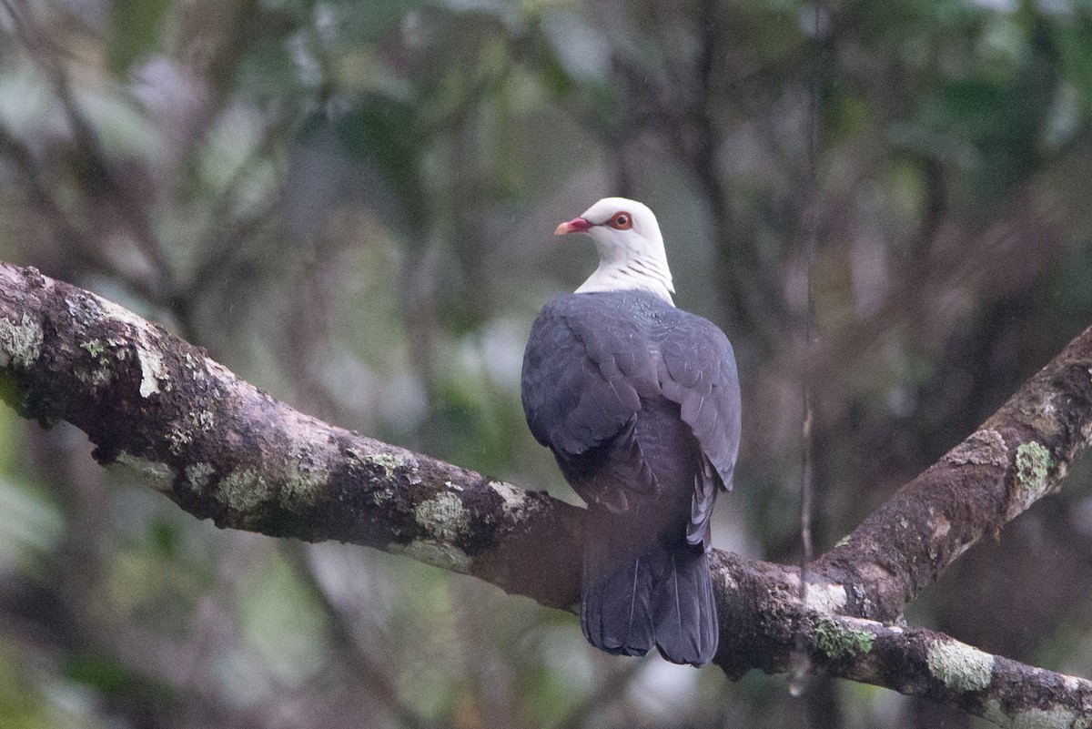 White-headed Pigeon - ML242951911