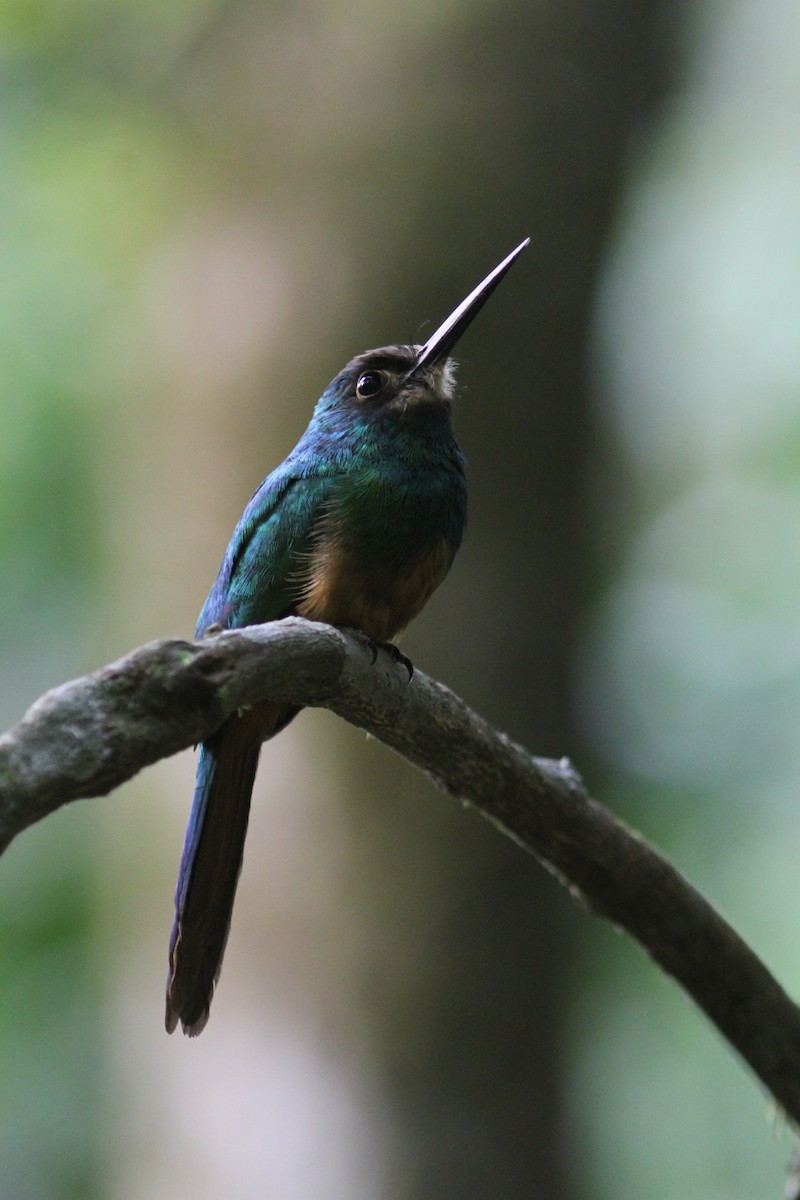 White-chinned Jacamar - ML242952191