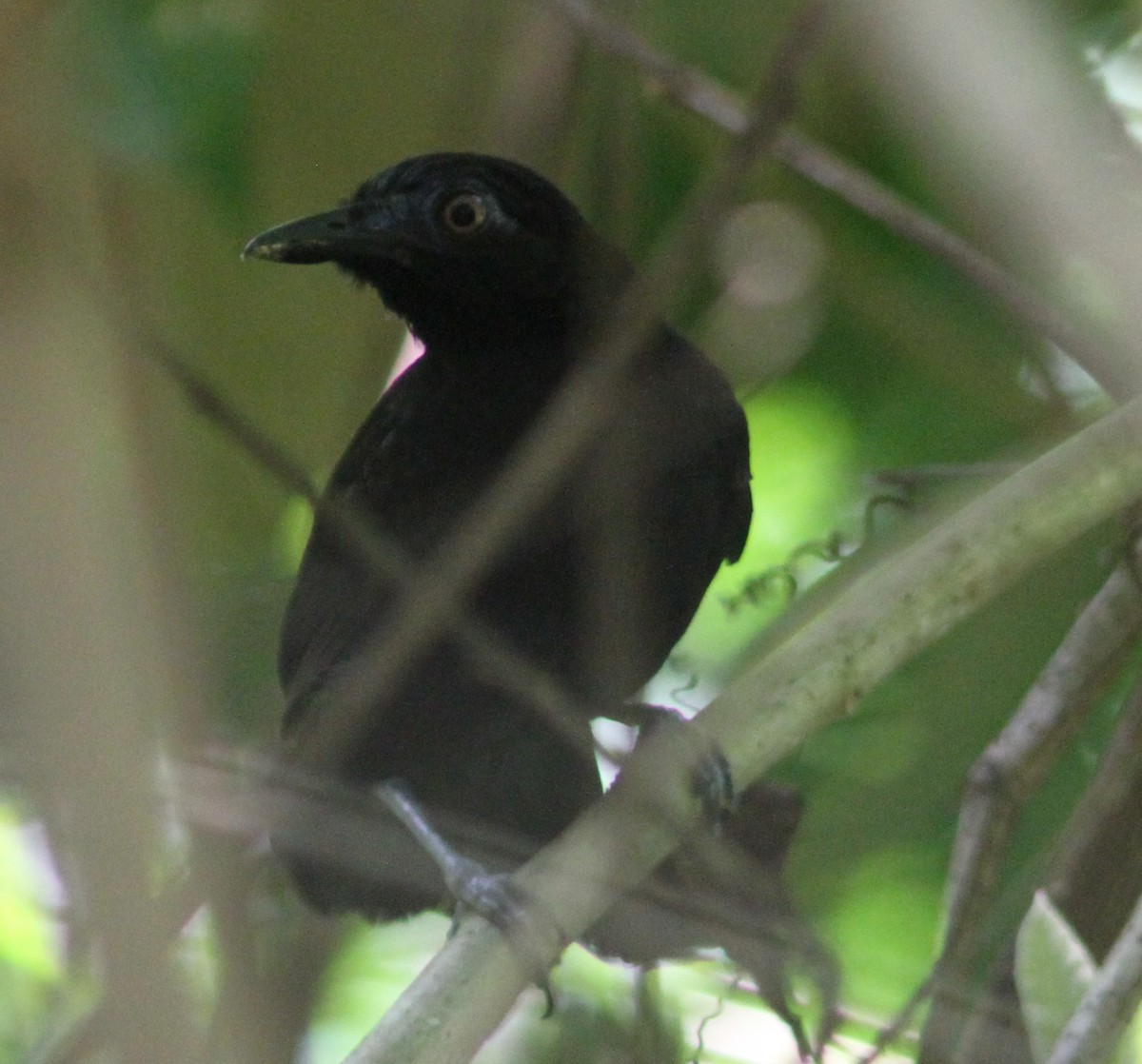 White-shouldered Antbird - ML242952791