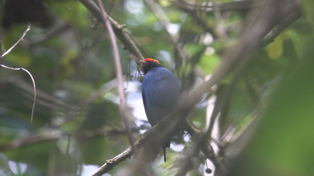 Swallow-tailed Manakin - ML242953601