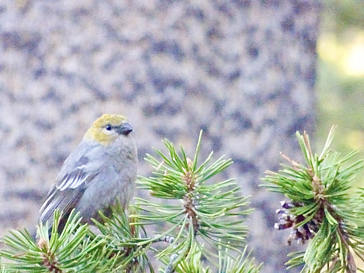hýl křivčí - ML242953661