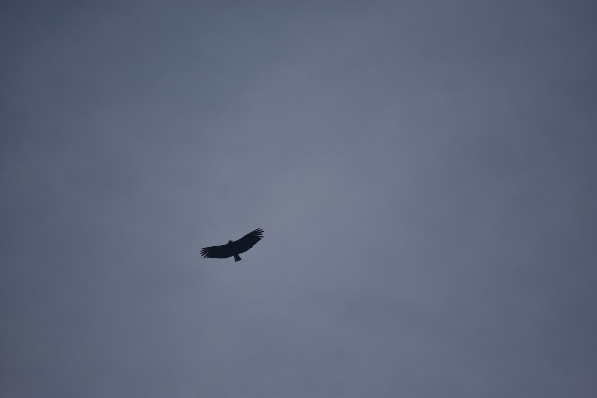 Black Vulture - ML242953961