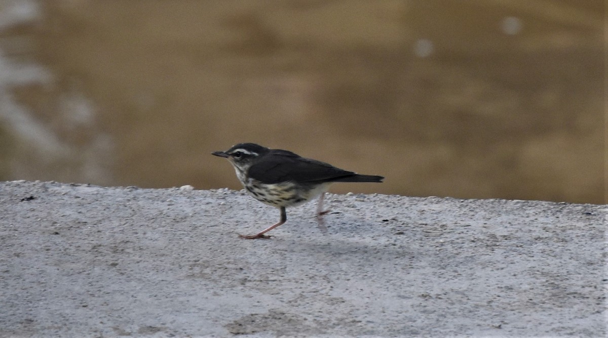 Louisiana Waterthrush - ML242954301
