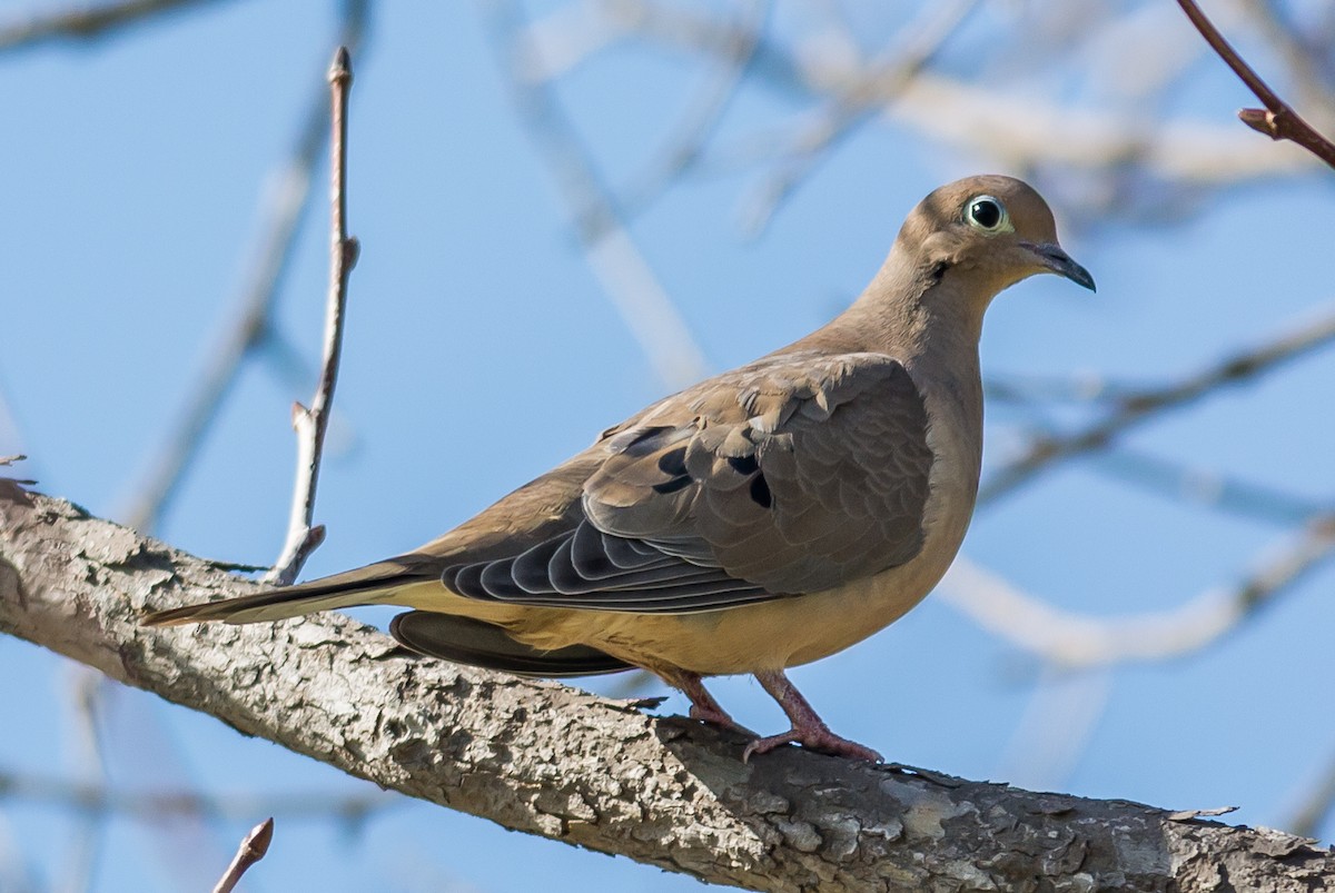 Mourning Dove - ML24295461