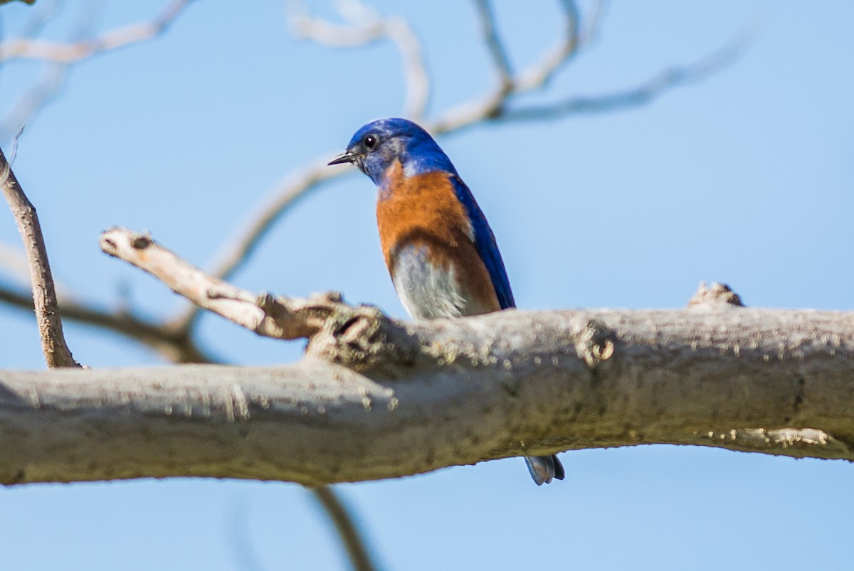 Western Bluebird - ML24295491