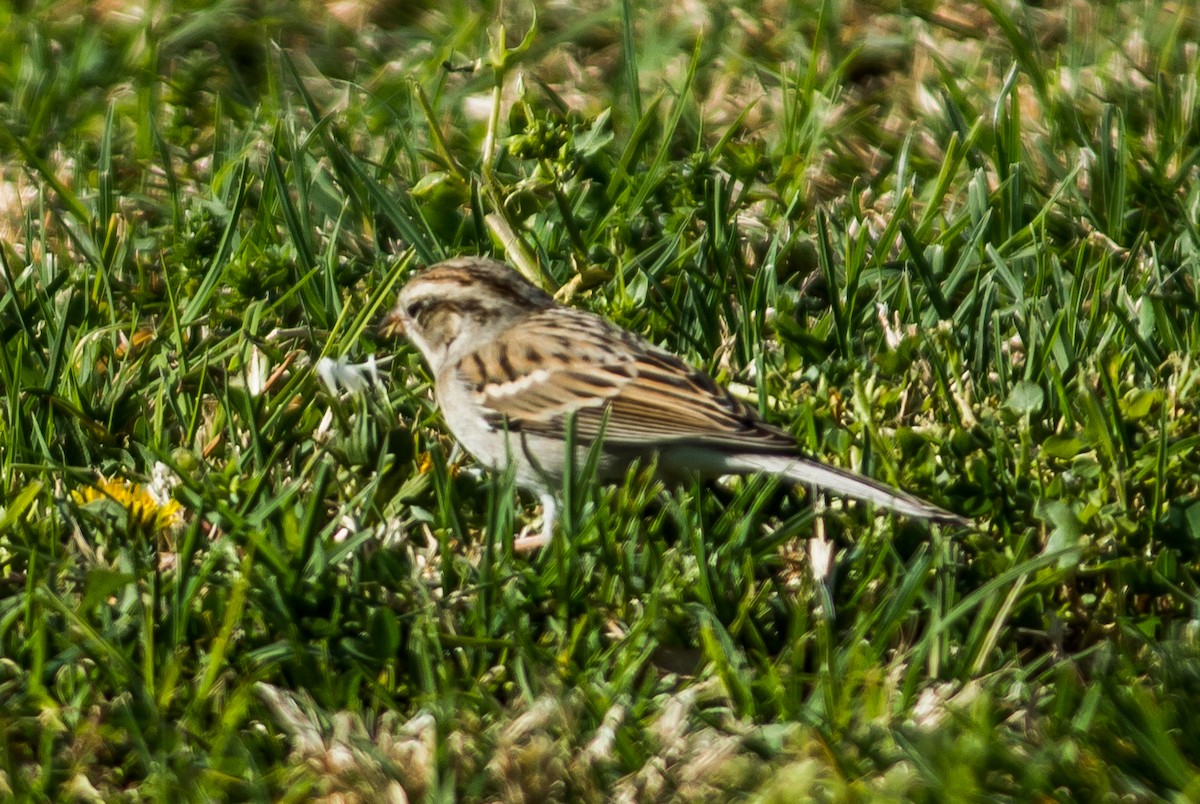 Chipping Sparrow - ML24295501
