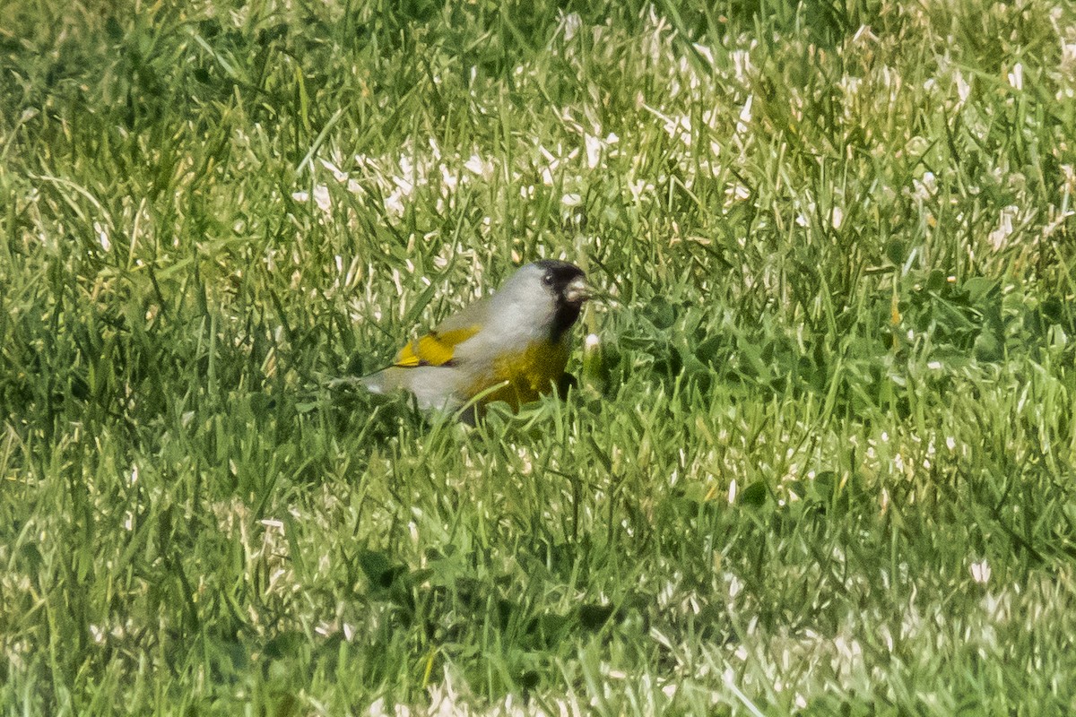Lawrence's Goldfinch - ML24295511