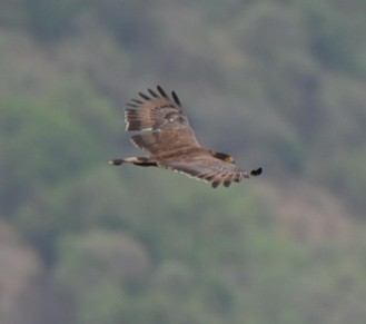 Crested Serpent-Eagle - ML242955351