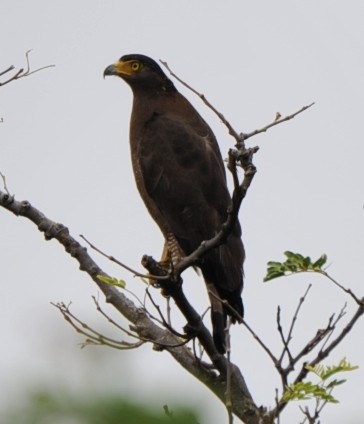 Crested Serpent-Eagle - ML242955361