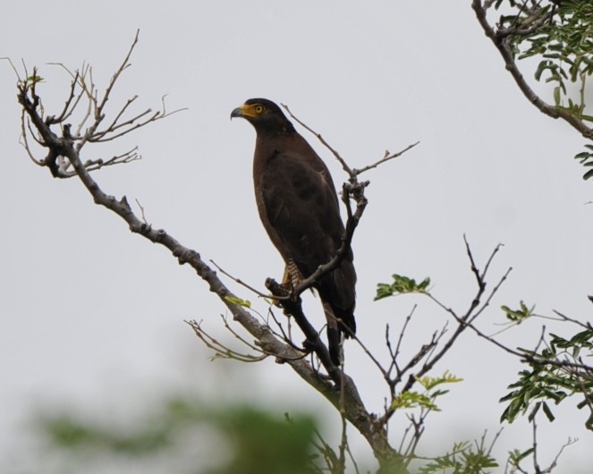 Crested Serpent-Eagle - ML242955381