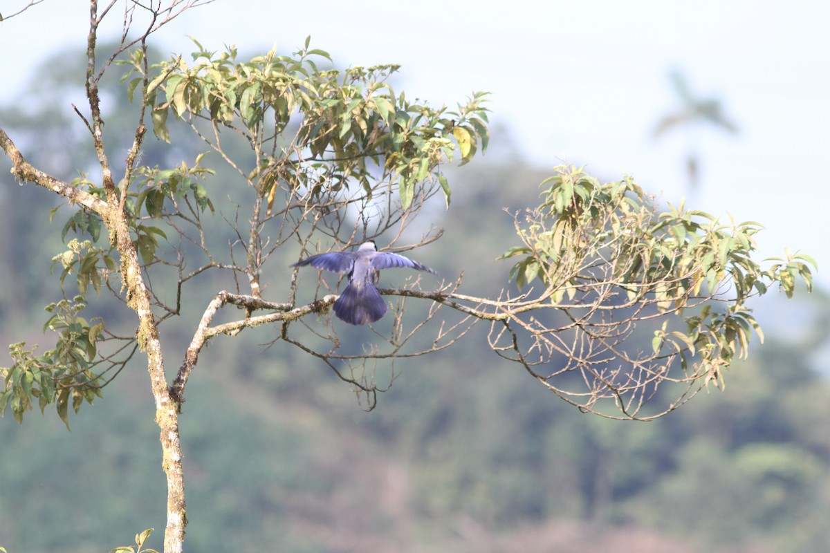Violaceous Jay - ML242955551