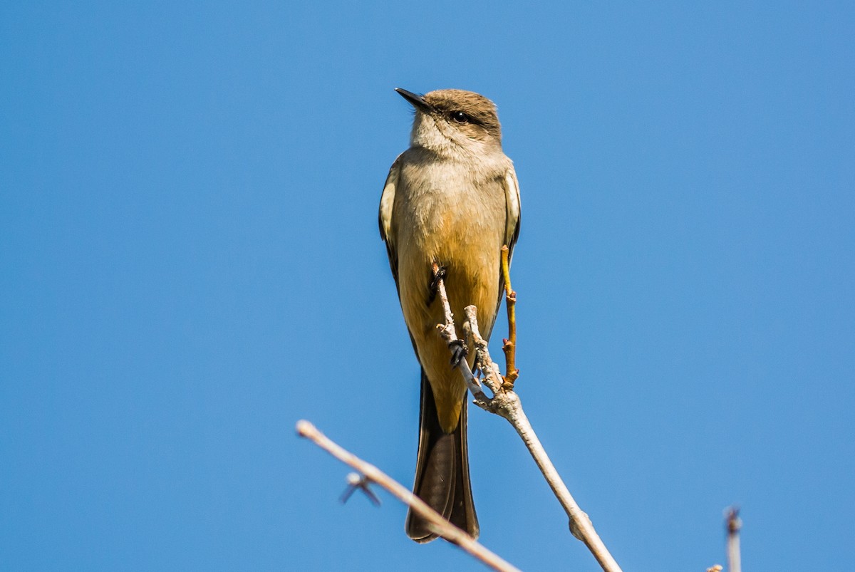 Say's Phoebe - ML24295571