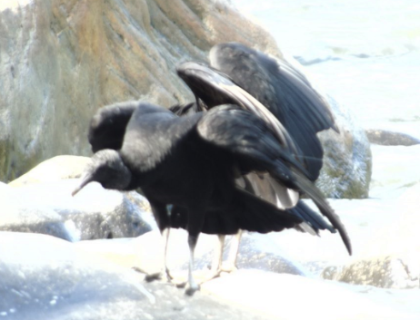 Black Vulture - ML242956541