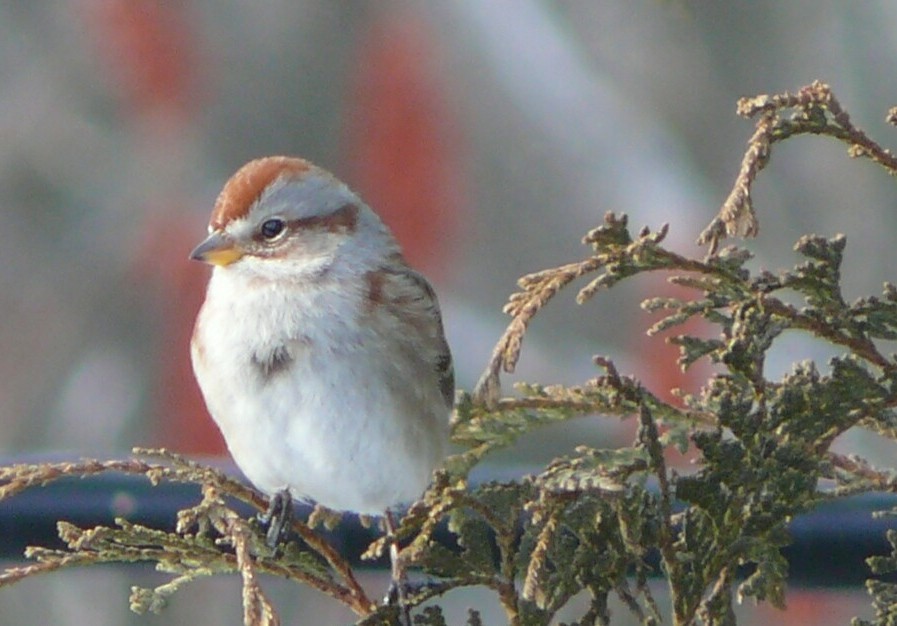 American Tree Sparrow - Marsha Colt