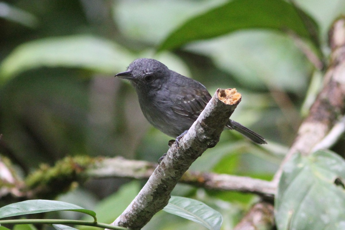 Mouse-colored Antshrike - Jurgen Beckers