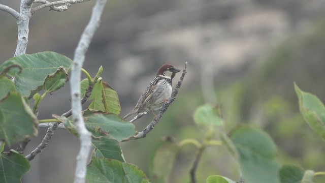 דרור איטלקי - ML242962881