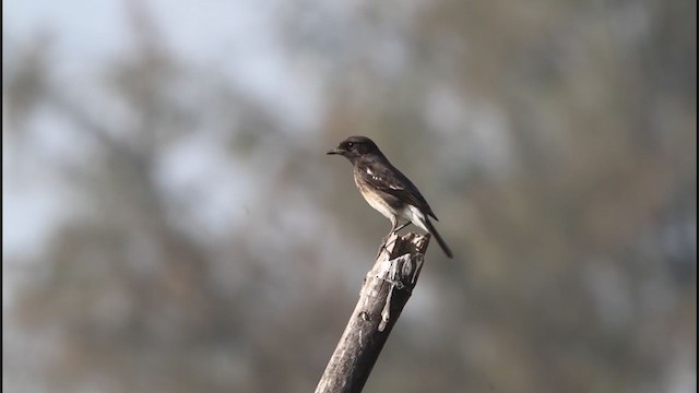 Pied Bushchat - ML242963181