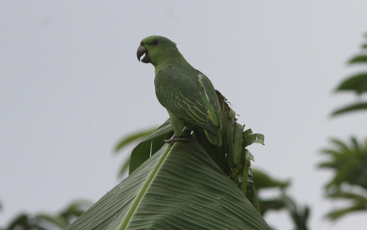 Short-tailed Parrot - ML242964081