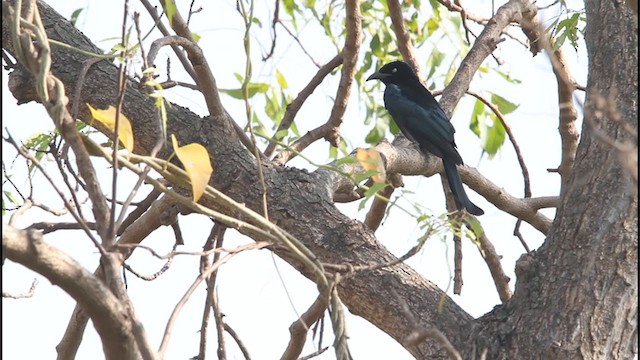 Hair-crested Drongo - ML242964321