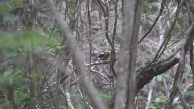 White-bibbed Antbird - ML242964411