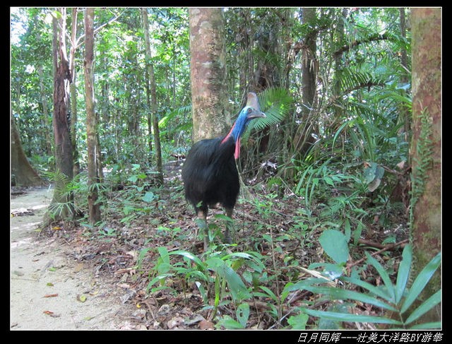 Southern Cassowary - Qiang Zeng