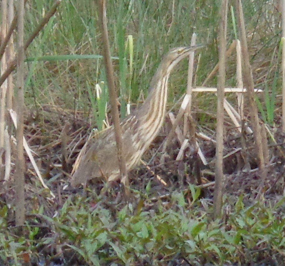 Avetoro Lentiginoso - ML242965811