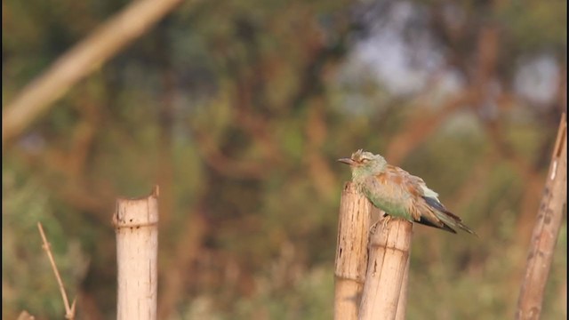 European Roller - ML242965881