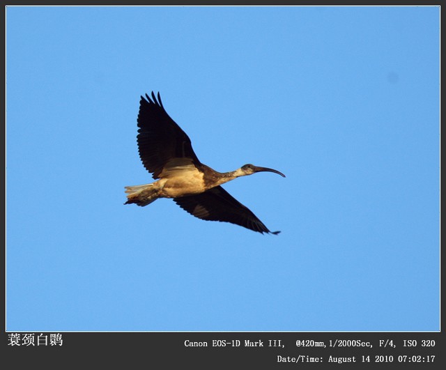 ibis slámokrký - ML242965941