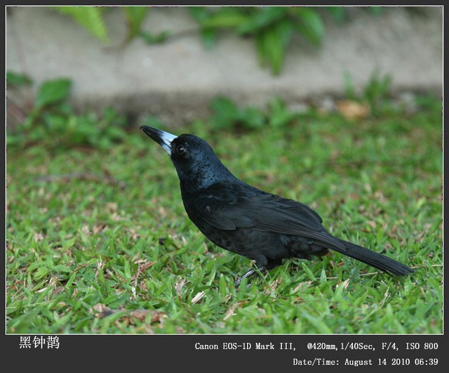 Black Butcherbird - ML242966071