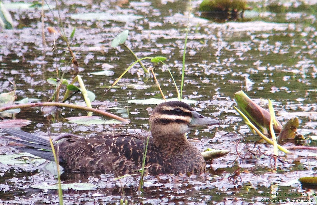 Masked Duck - ML24296611