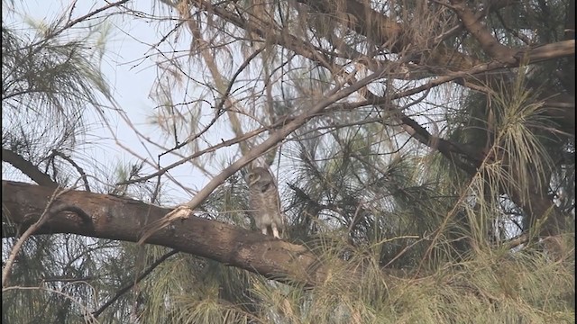 Spotted Owlet - ML242966761