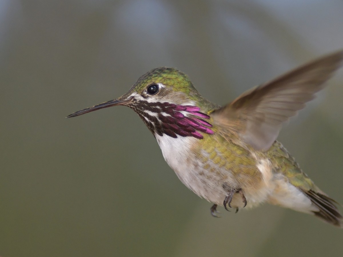 Calliope Hummingbird - Alan Van Norman