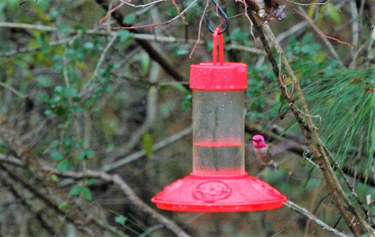 Anna's Hummingbird - ML242967961