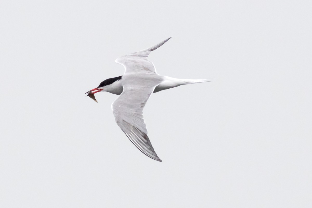Common Tern - ML242968451
