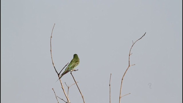 Blue-cheeked Bee-eater - ML242969031