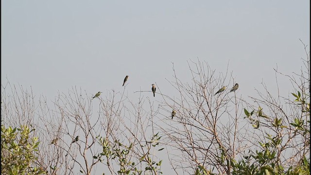 Blue-cheeked Bee-eater - ML242970581