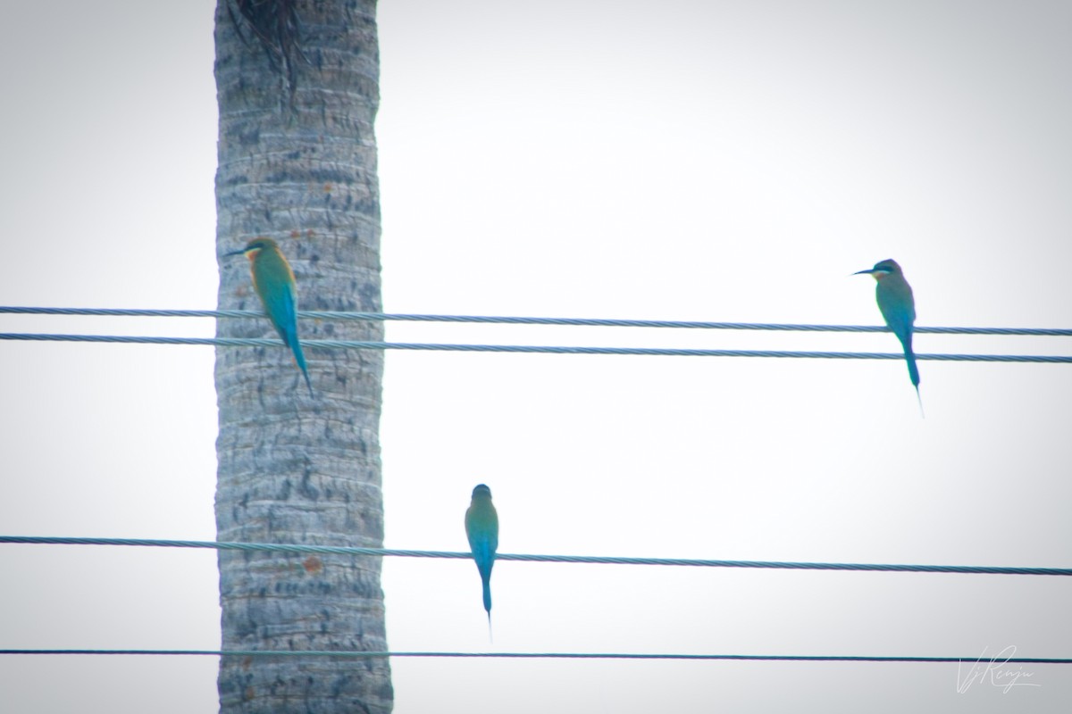 Blue-tailed Bee-eater - Renjith V J