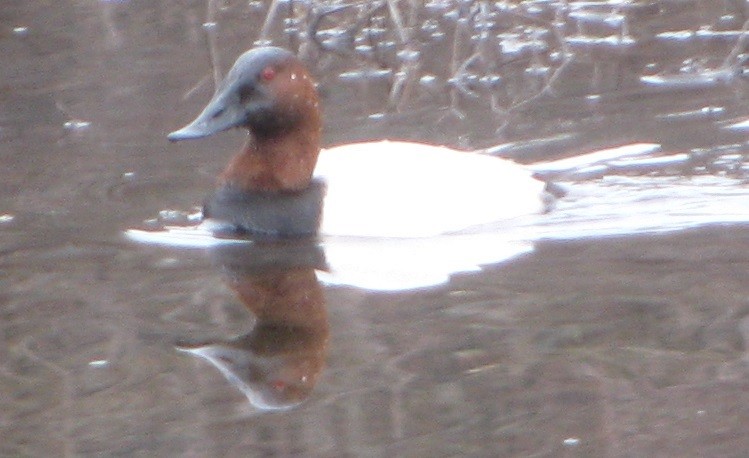 Canvasback - ML242972781