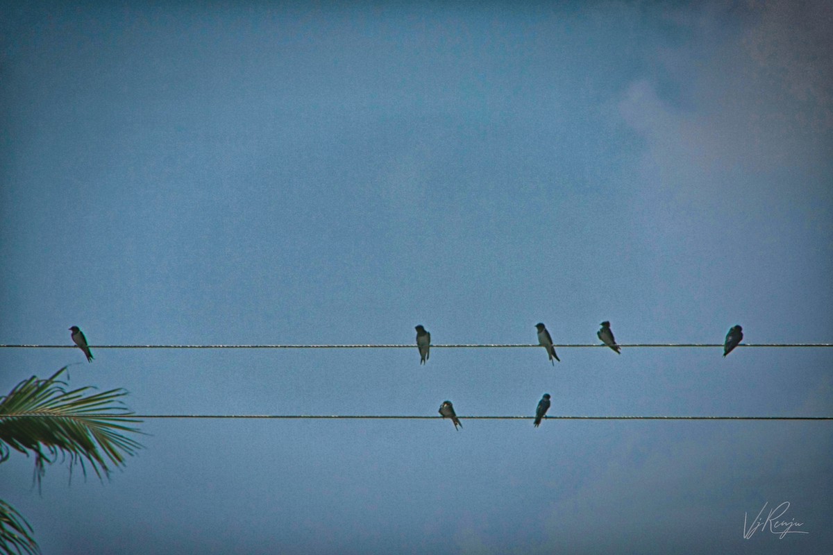 Barn Swallow - Renjith V J