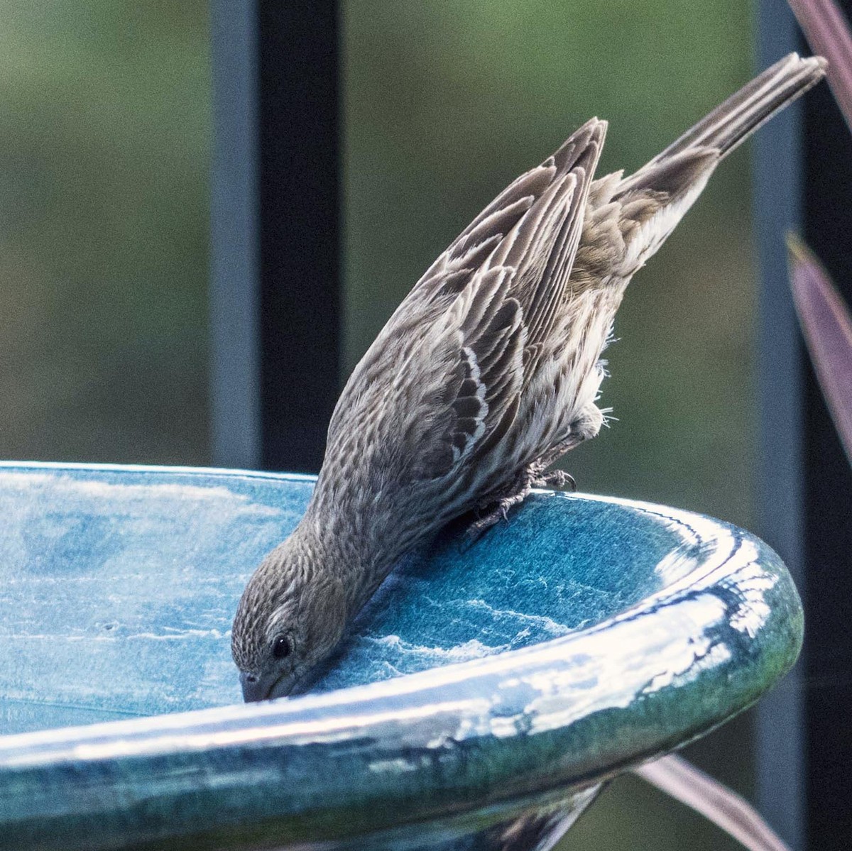 House Finch - ML242973621