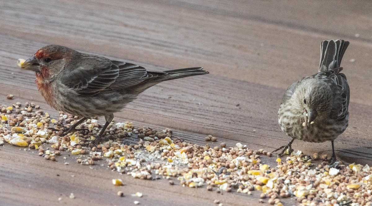 House Finch - ML242973641