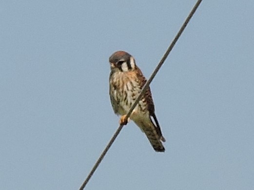 American Kestrel - ML242973721