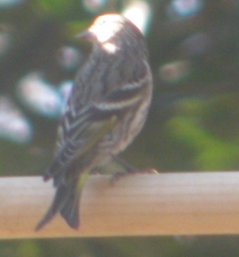 Pine Siskin - ML242975541